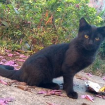 Grande BH: seis gatos são vítimas de envenenamento por chumbinho - Arquivo pessoal