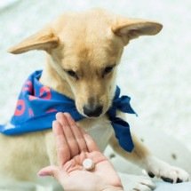 Medicamentos de uso humano: consumo por cães e gatos pode ser fatal -  Melvin Quaresma/Divulgação 