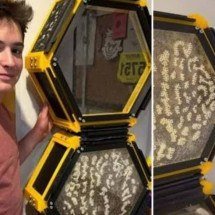 Adolescente britânico cria 40 mil abelhas dentro do quarto - Reprodução redes sociais 