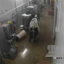 Vaca desgovernada invade fábrica, persegue funcionários e causa tumulto - Reprodução