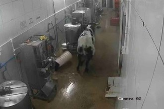 Vaca desgovernada invade fábrica, persegue funcionários e causa tumulto