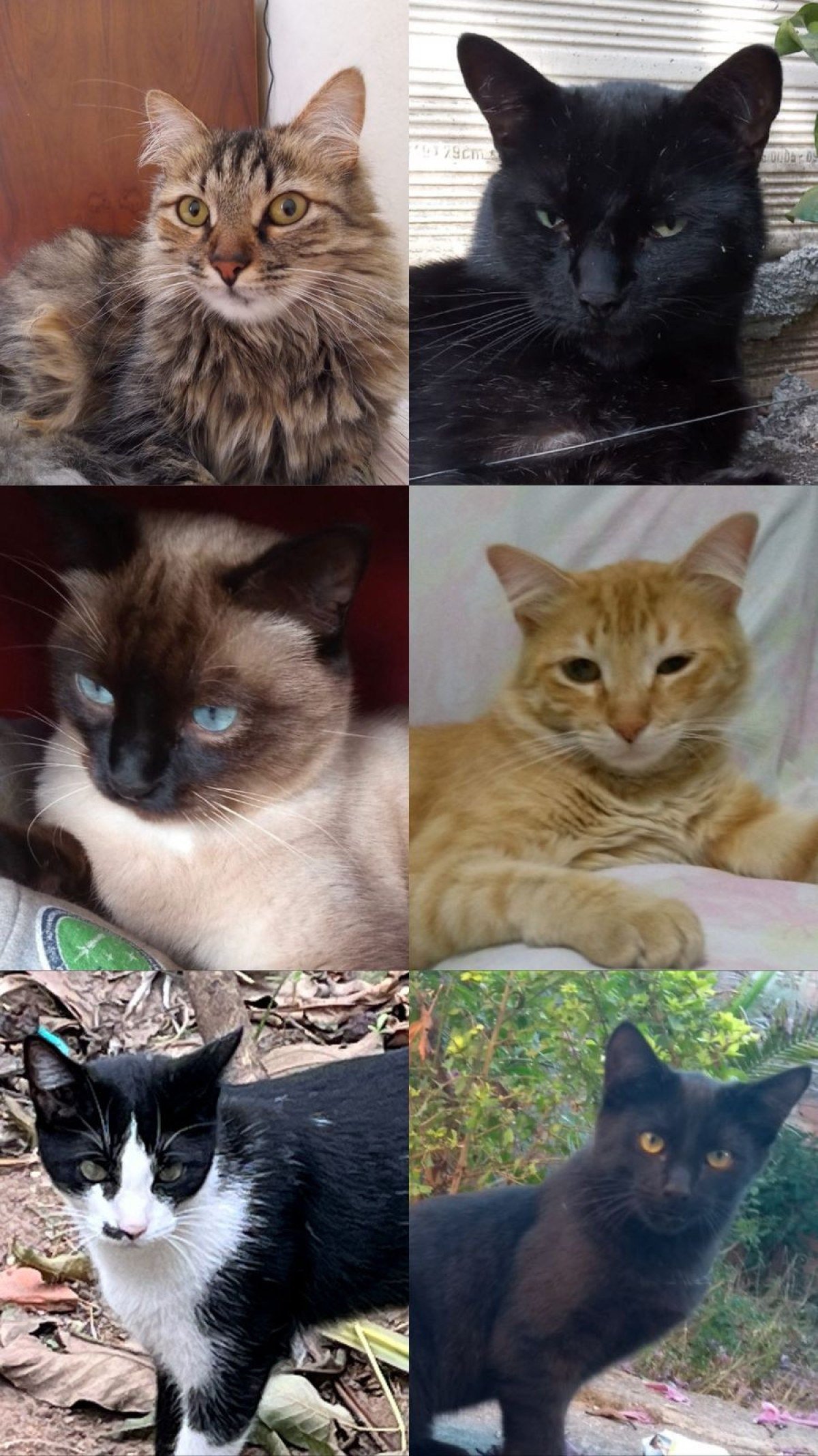 Seis gatos foram vítimas de envenenamento por chumbinho, desde maio. Somente um animal sobreviveu, a Cleo, de sete anos, que segue internada em uma clínica veterinária