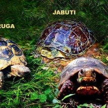 Entenda as diferenças entre tartarugas, jabutis e cágados - Montagem mom imagens Joakim Moebach e Chico Barror Por Pixabay e Flickr Andréia Sarnadinha