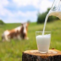 Leite e sua controvérsia: adultos precisam desse alimento básico? - Divulgação