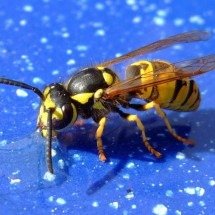 Cuidado: esses animais podem causar reação alérgica - wikimedia commons 	Aiwok