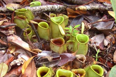 Não se engane. Existem plantas que, embora tenham aparência graciosa, se alimentam de animais. Isso mesmo. São as plantas carnívoras.  -  (crédito: Domínio Público - Wikimédia Commons)