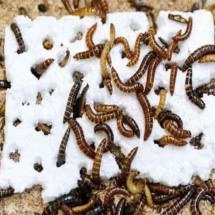 Inseto "do bem": larva devora plásticos e combate a poluição - Fathiya Khamis/Centro Internacional de Fisiologia e Ecologia de Insetos do Quênia