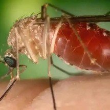 Antes restrita à Amazônia, febre oropouche se espalha pelo país - Conselho Federal de Farmácia/Divulgação