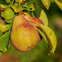 Pequenina que sacia: veja os nutrientes da pera e como aproveitar a fruta - PIXABAY