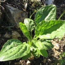 Conhece a tanchagem? Planta desconhecida para muitos faz bem à saúde - Iorsh Domínio público 