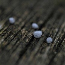 Minas tem alerta para chuva de granizo; confira regiões -  Carola68 por Pixabay 