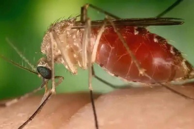 A febre oropouche é causada por um vírus transmitido pelo mosquito Culicoides paraensis -  (crédito: Conselho Federal de Farmácia/Divulgação)