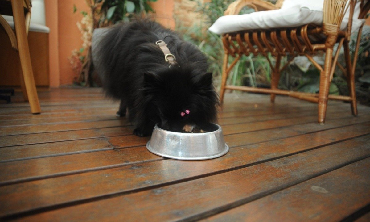 Amora, de quatro anos, é muito bem recebida no Uluru Café