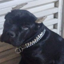 Polícia Indicia homem por maus-tratos a cães na Grande BH - PCMG