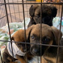 Metropet promove Arraiá solidário e incentiva adoção de animais em BH - Foto Metropax