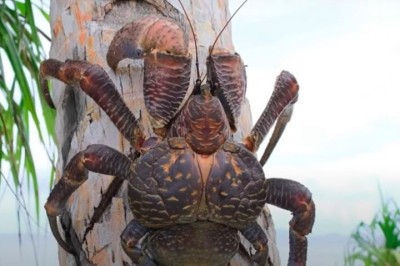 Cientistas confirmaram a presença do caranguejo-dos-coqueiros na ilha de Car Nicobar, na Índia, marcando o primeiro registro oficial do animal na região desde 1874.  -  (crédito: Reprodução/YouTube)