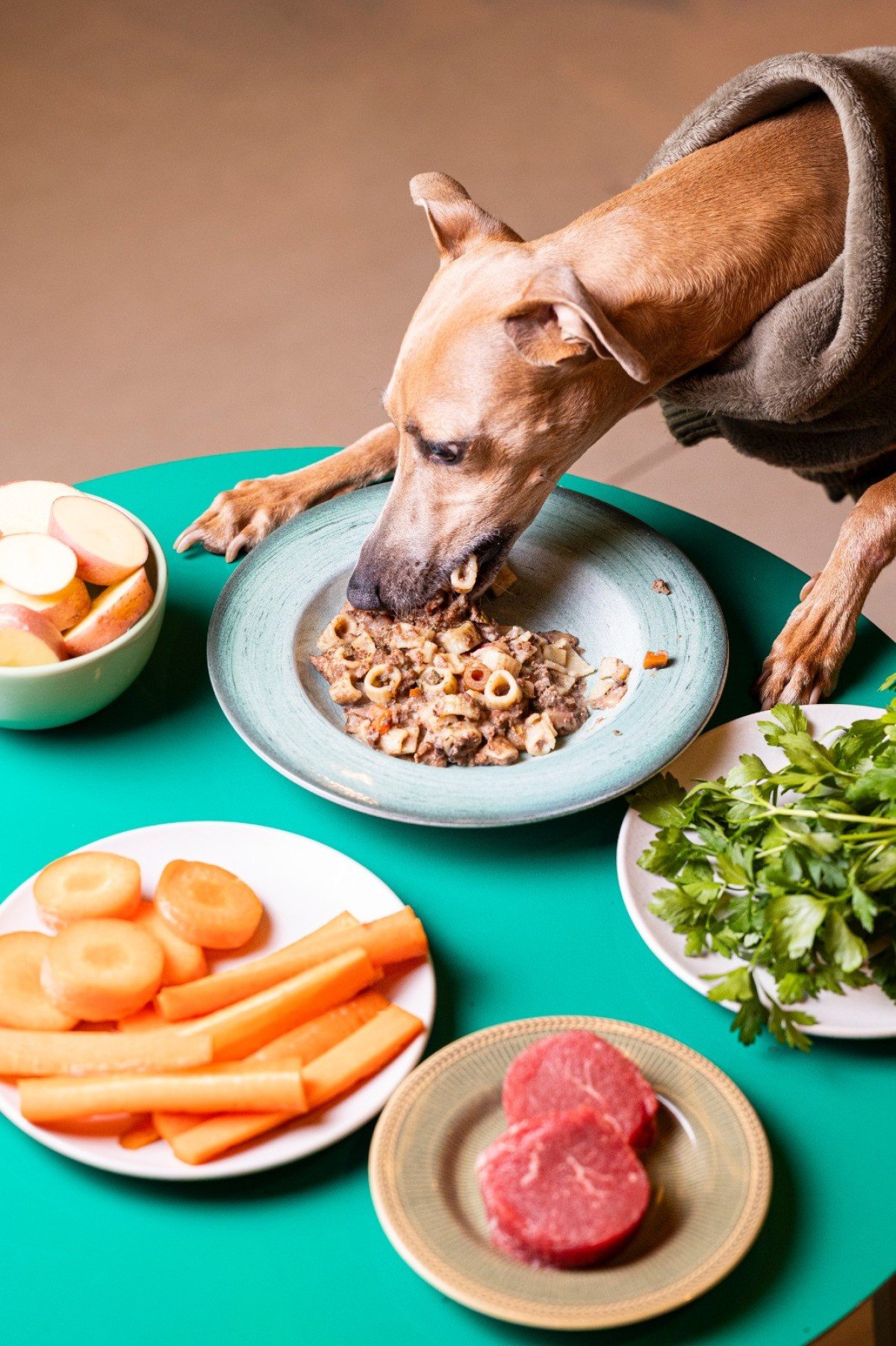 Na foto, o cachorro xaxá degusta a "macãorronada" do Pet Café