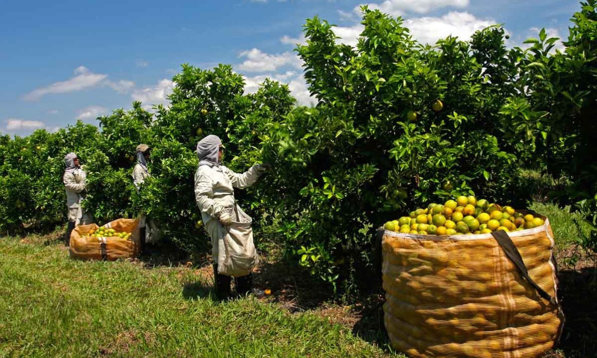 O caso do suco de laranja é emblemático: com quase metade de suas exportações indo para os EUA, o setor alerta para uma crise iminente
- (crédito: FUNDECITRUS/DIVULGAÇÃO) O caso do suco de laranja é emblemático: com quase metade de suas exportações indo para os EUA, o setor alerta para uma crise iminente
- (crédito: FUNDECITRUS/DIVULGAÇÃO)