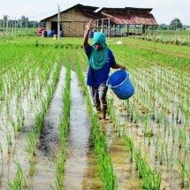 Urina como fertilizante surpreende na agricultura -  Flickr Center for Bayanihan Economics