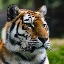 29 de julho é Dia do Tigre: veja as espécies da fera e surpreenda-se com pelagem branca - freepik wirestock