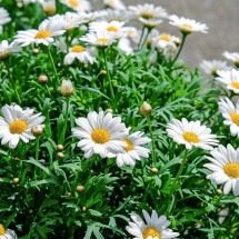 Símbolo de alegria e pureza, margaridas decoram perfeitamente qualquer ambiente - Imagem de Couleur por Pixabay