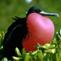 Inconfundível:  Fragata macho das Galápagos infla o papo e deslumbra visitantes no arquipélago; conheça a espécie -  PublicDomainImages por Pixabay