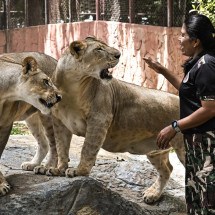 Tailândia é 'presa' da superpopulação de leões domesticados - Lillian SUWANRUMPHA / AFP