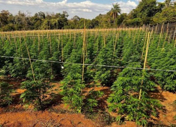 Vídeo: Polícia descobre plantação com 6 mil pés de maconha em Coromandel -  (crédito: Divulgação/PMMG)