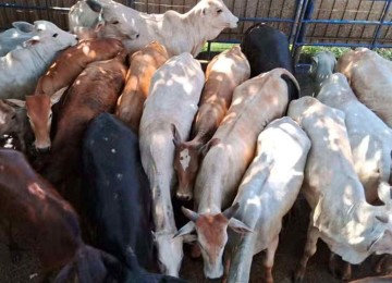 Mais de 50 bovinos furtados em MG são abatidos em frigorífico de SP -  (crédito: PCMG/Divulgação)