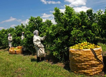 O caso do suco de laranja é emblemático: com quase metade de suas exportações indo para os EUA, o setor alerta para uma crise iminente

 -  (crédito: FUNDECITRUS/DIVULGAÇÃO)