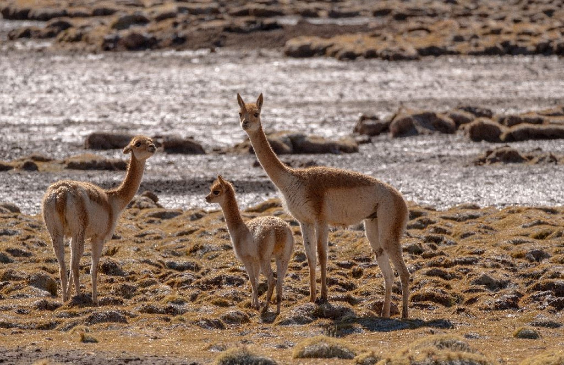 Aventure-se por passeios no deserto com a observação das vicunhas

- Tierra Atacama/Divulgação