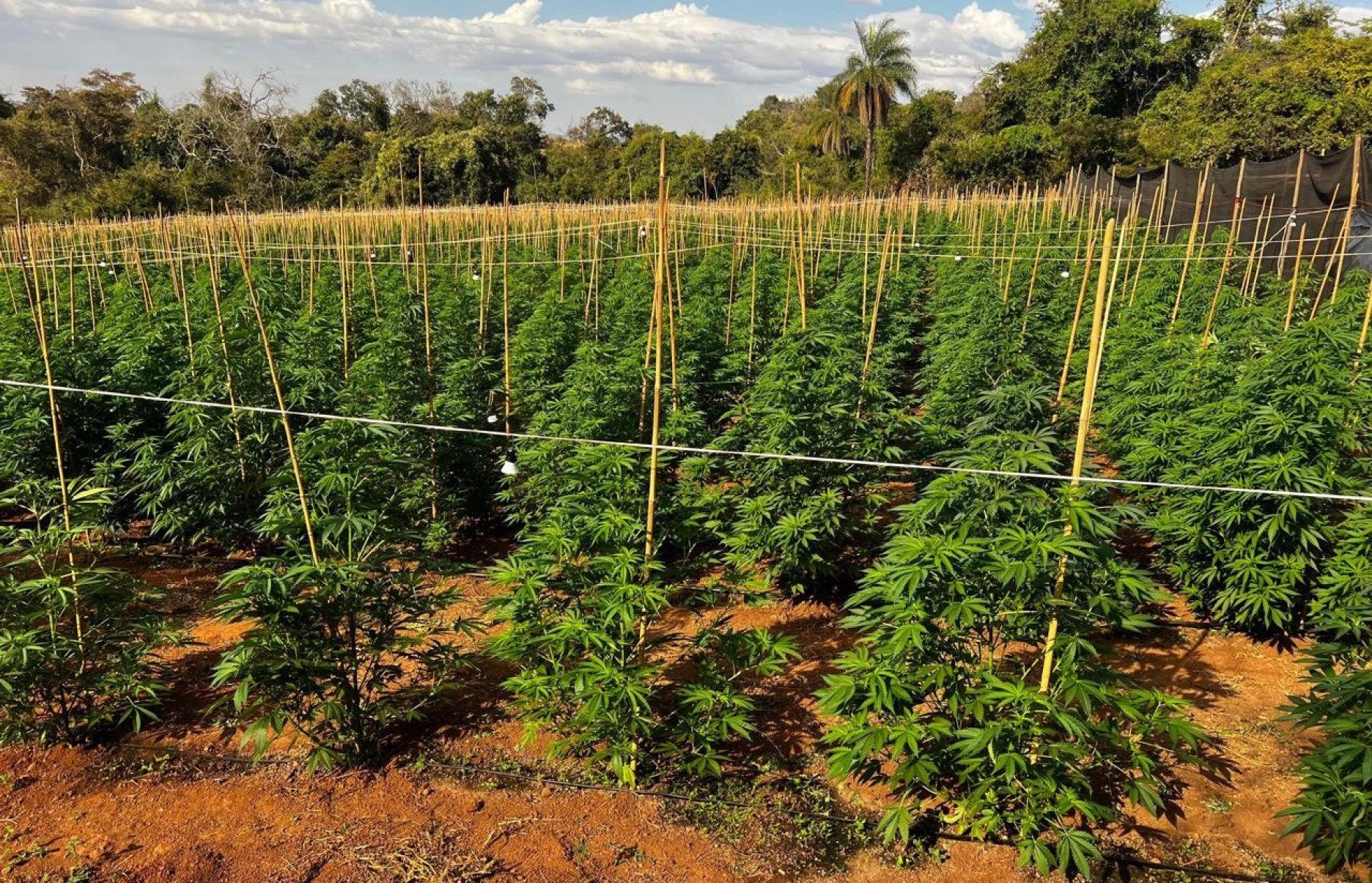 Vídeo: polícia descobre plantação com 6 mil pés de maconha em Minas - Divulga&ccedil;&atilde;o/PMMG