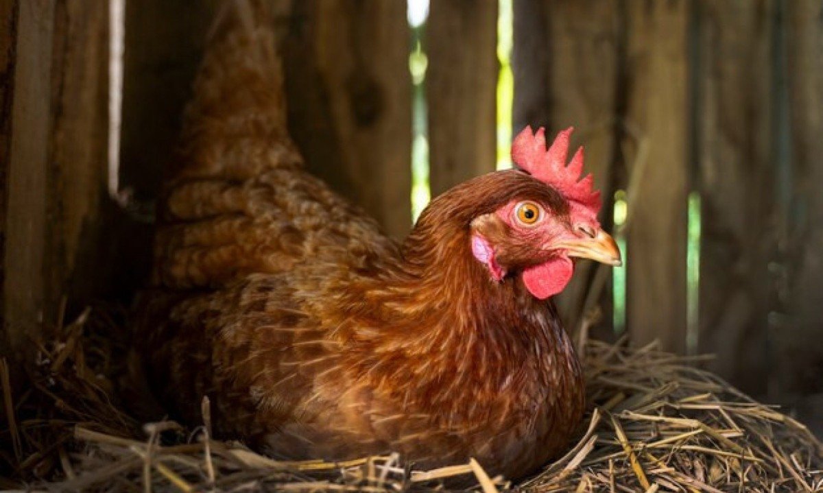 O vírus H5N1, causador da gripe aviária, não é transmitido pelo consumo de carne de aves ou ovos -  (crédito: Reprodução/Freepik)
