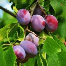 Antioxidantes, vitaminas, minerais e fibras num só alimento; saiba qual - Imagem de congerdesign por Pixabay