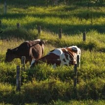 Fazenda no DF investe na produção de leite A2A2 orgânico - DINO