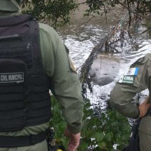 Elefante-marinho surge em Niterói e ganha proteção especial - Lucas Benevides/Rádio Tupi FM