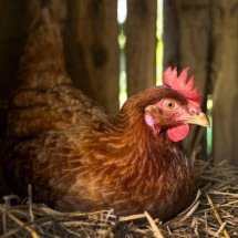 Combate à gripe aviária: as novas regras e o risco de virar pandêmica entre humanos
