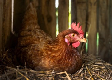 O vírus H5N1, causador da gripe aviária, não é transmitido pelo consumo de carne de aves ou ovos -  (crédito: Reprodução/Freepik)