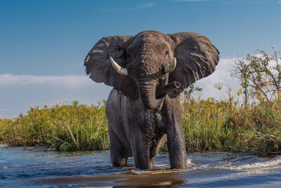 Um dos animais mais impressionantes do mundo é o elefante. Seja por causa do seu tamanho, da sua tromba ou pela sua imponência, esses animais estão entre os mais interessantes do planeta. Confira algumas curiosidades sobre eles! -  (crédito: Geschenkpanda por Pixabay )