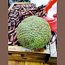 Semente é boa, mas exige cuidado: saiba como aproveitar o pinhão -  Marcelo Träsel/Wikimédia Commons