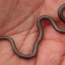 Menor cobra do mundo é ‘redescoberta’ em Barbados; entenda - Reprodução/YouTube