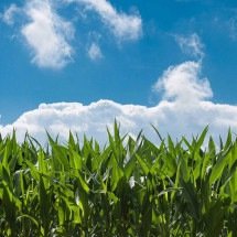 Indústria química impulsiona fertilizantes sustentáveis - DINO