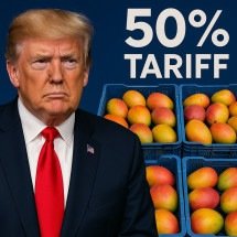 Tarifaço de Donald Trump acerta em cheio os produtores de manga - imagem gerada por i.a