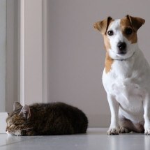 Zoonoses exigem atenção das famílias multiespécie e dos profissionais de saúde -  (crédito: Marcin Szmigiel/Unsplash)