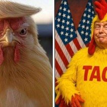 ‘TACO’ viraliza após Trump recuar em tarifas contra produtos brasileiros - Redes sociais