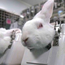 Nova lei proíbe testes em animais para perfumes e produtos de higiene