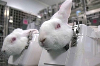 Nova lei proíbe testes em animais para perfumes e produtos de higiene