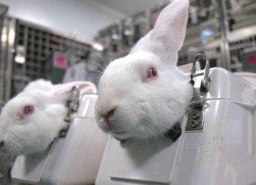 Testes de cosméticos com animais vivos são proibidos em todo o país -  (crédito: CrueltyFree International)
