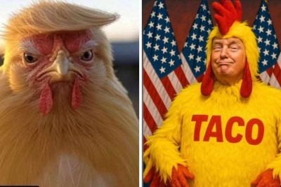 Memes usam o termo 'TACO' e colocam Trump como uma galinha -  (crédito: Redes sociais)