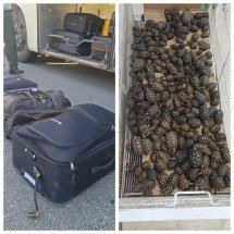 Não ficou na cadeia e deu nisso: Homem é preso com 600 jabutis dentro de malas, 10 anos depois de cometer crime semelhante - Divulgação Polícia Rodoviária Federal 